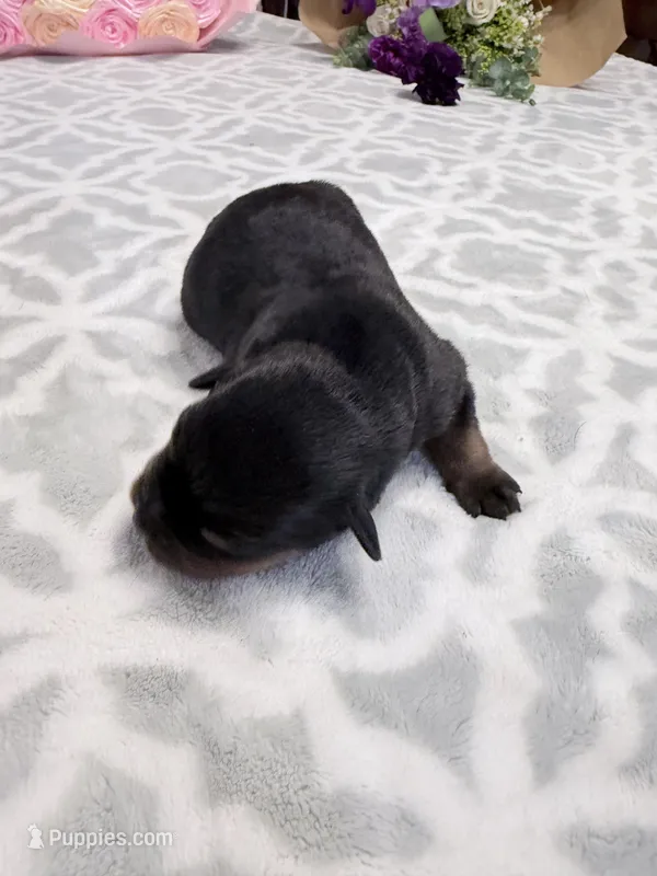 Brown – Rottweiler puppy for sale in Lufkin, TX