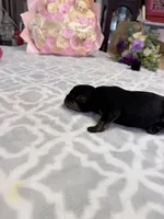 Brown, a male Rottweiler for sale in Lufkin, TX – Photo 2 of 3