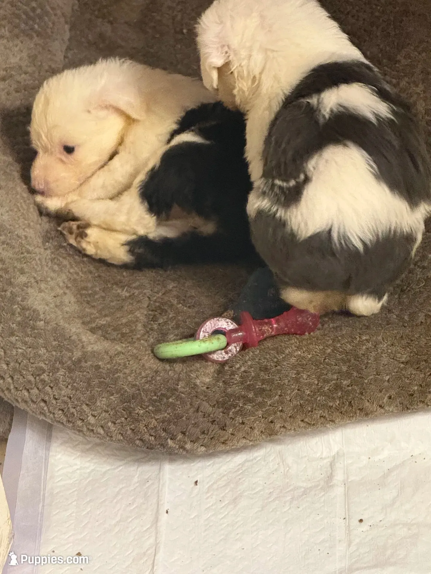 Lily, a female Old English Sheepdog for sale in Charleston, TN – 3 of 6