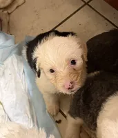 Luna, a female Old English Sheepdog for sale in Charleston, TN – 4 of 8