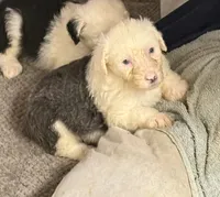 Marcus, a male Old English Sheepdog for sale in Charleston, TN – 1 of 8