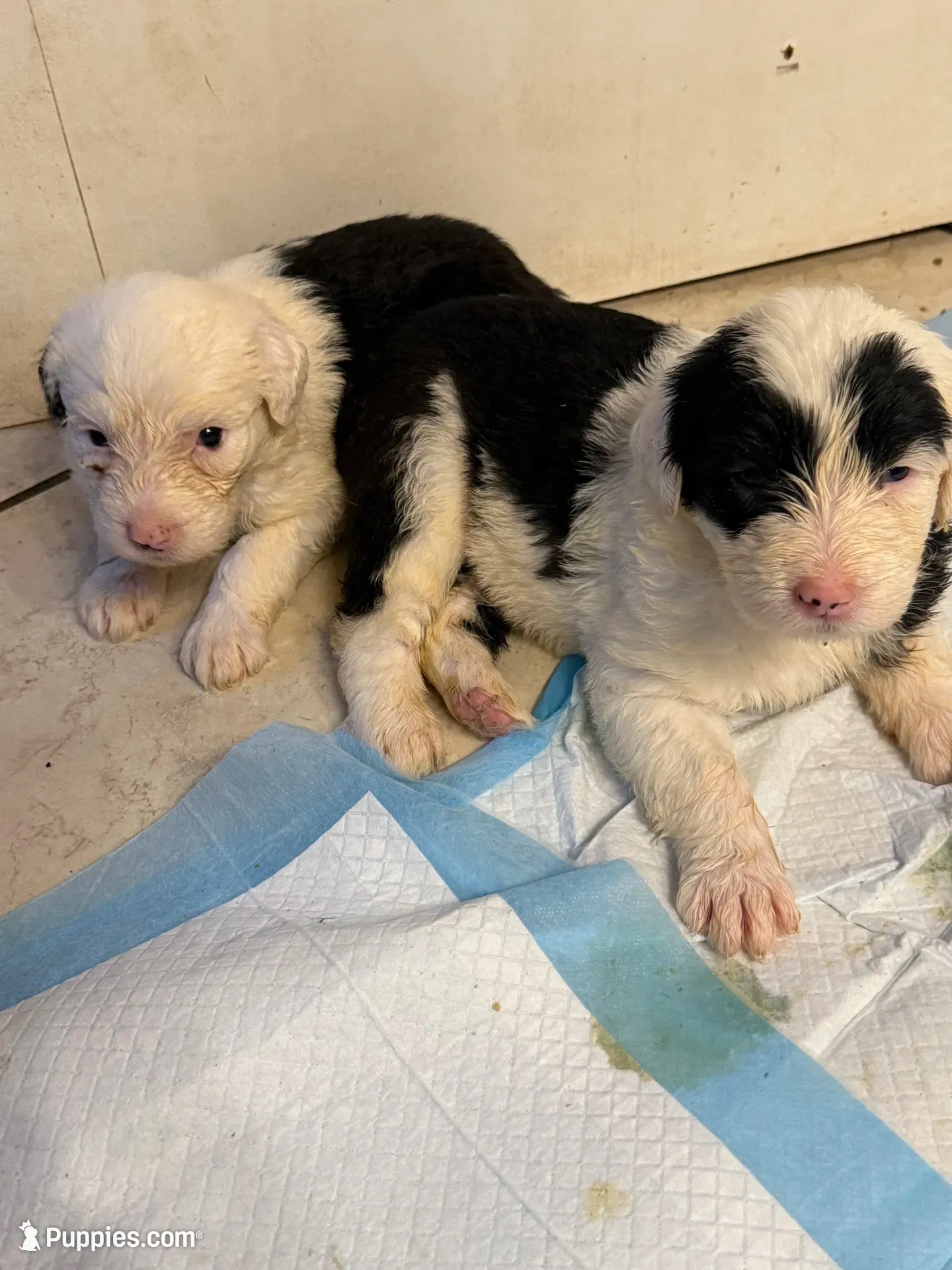 Lulu, a female Old English Sheepdog for sale in Charleston, TN – 2 of 8