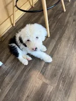 Luna, a female Old English Sheepdog for sale in Charleston, TN – 3 of 4