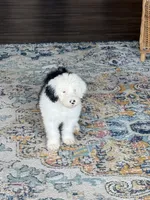 Luna, a female Old English Sheepdog for sale in Charleston, TN – 1 of 4