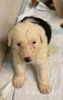 Matthew, a male Old English Sheepdog for sale in Charleston, TN – 4 of 6