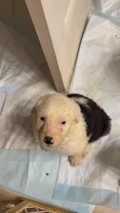 Matthew, a male Old English Sheepdog for sale in Charleston, TN – 6 of 6