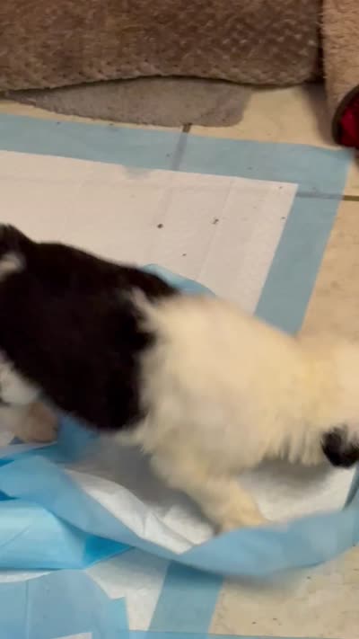 Luna, a female Old English Sheepdog for sale in Charleston, TN – 8 of 8