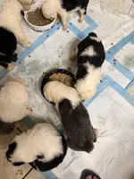 Marcus, a male Old English Sheepdog for sale in Charleston, TN – 2 of 8