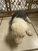 Marcus, a male Old English Sheepdog for sale in Charleston, TN – 6 of 8
