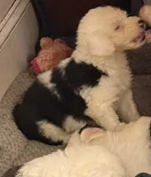 Matthew, a male Old English Sheepdog for sale in Charleston, TN – 3 of 6