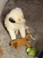 Luna, a female Old English Sheepdog for sale in Charleston, TN – 3 of 8