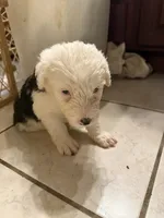 Matthew, a male Old English Sheepdog for sale in Charleston, TN – 2 of 6