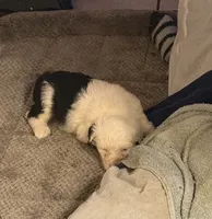 Luna, a female Old English Sheepdog for sale in Charleston, TN – 5 of 8
