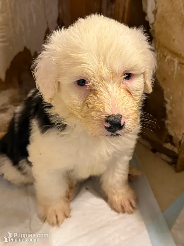 Lily – Old English Sheepdog puppy for sale in Charleston, TN