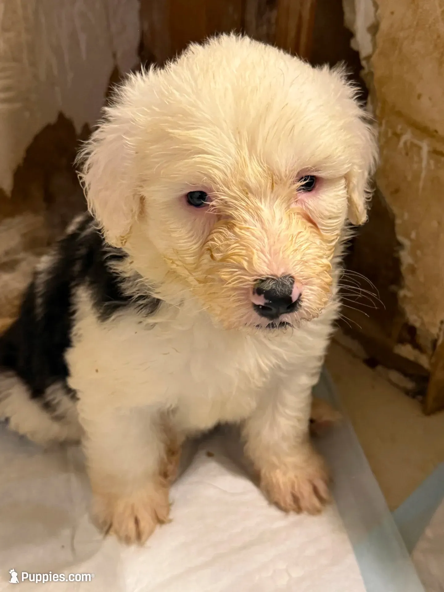 Lily, a female Old English Sheepdog for sale in Charleston, TN – 1 of 6