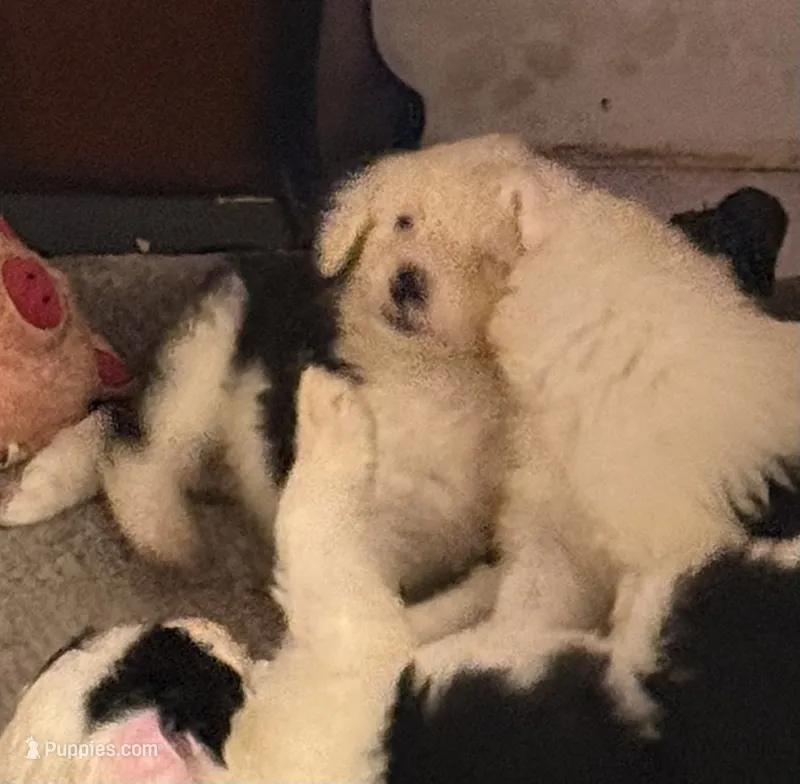 Matthew – Old English Sheepdog puppy for sale in Charleston, TN