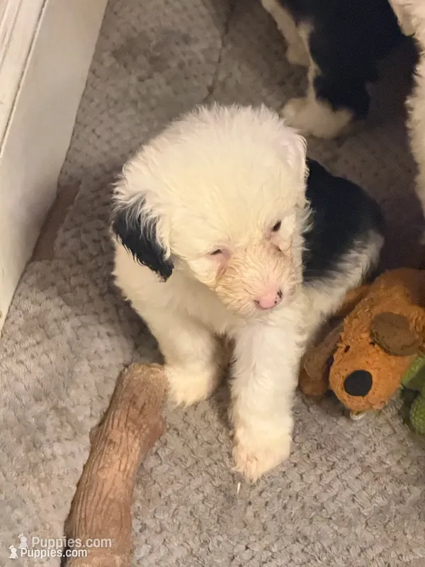 Luna – Old English Sheepdog puppy for sale in Charleston, TN