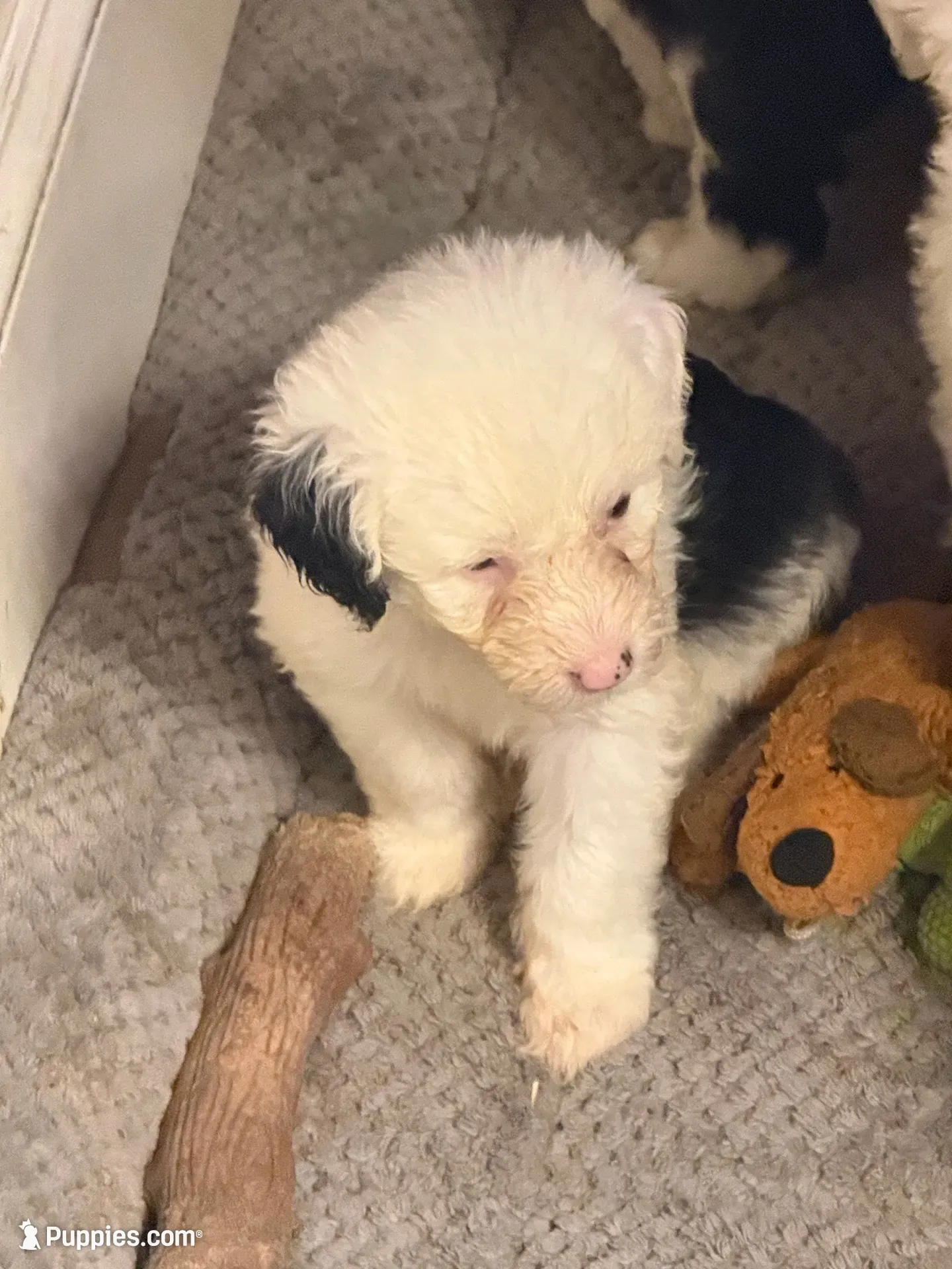 Luna, a female Old English Sheepdog for sale in Charleston, TN – 1 of 8