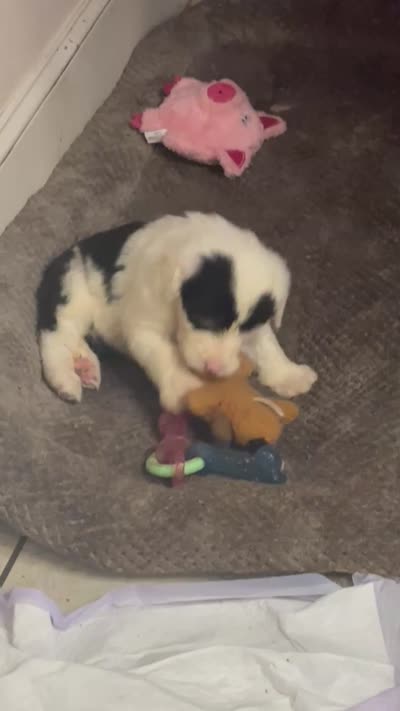 Lulu, a female Old English Sheepdog for sale in Charleston, TN – 6 of 8