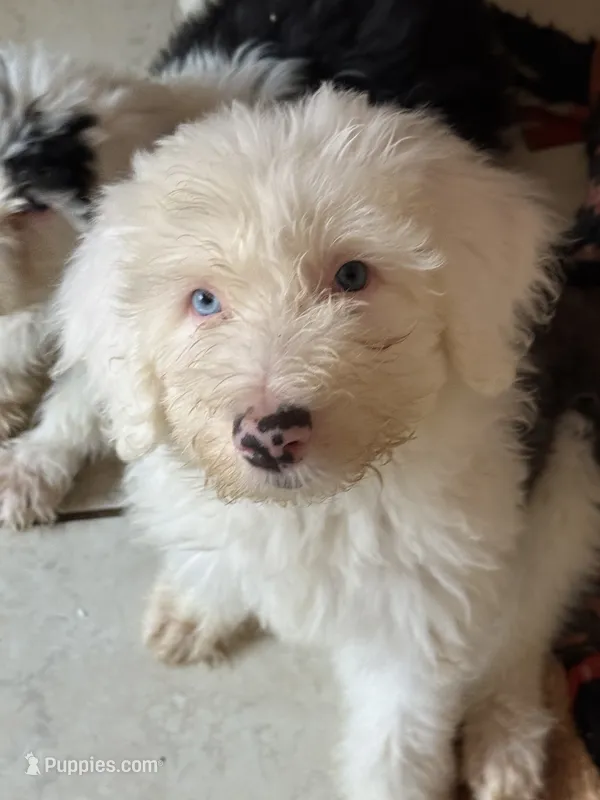 Lucas – Old English Sheepdog puppy for sale in Charleston, TN