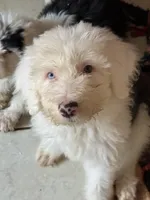 Lucas, a male Old English Sheepdog for sale in Charleston, TN – 1 of 3