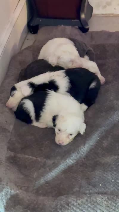 Luna, a female Old English Sheepdog for sale in Charleston, TN – 7 of 8