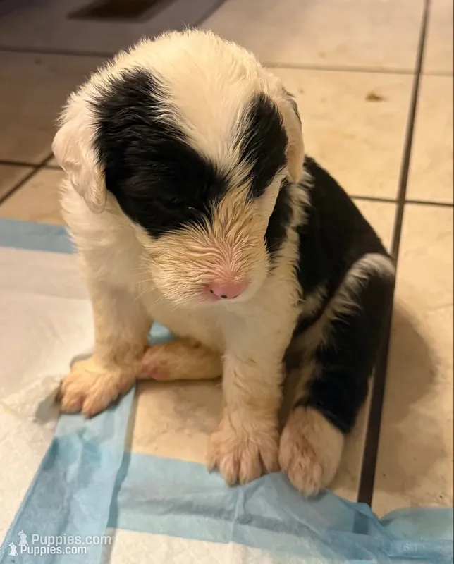 Lulu – Old English Sheepdog puppy for sale in Charleston, TN