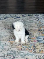 Luna, a female Old English Sheepdog for sale in Charleston, TN – 2 of 4