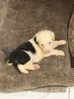 Luna, a female Old English Sheepdog for sale in Charleston, TN – 6 of 8