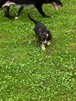 Britney, a female German Shepherd Dog for sale in Smiths Creek, MI – 4 of 6