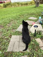 Britney, a female German Shepherd Dog for sale in Smiths Creek, MI – 2 of 6