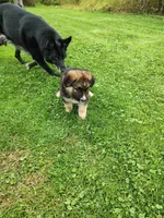 Britney, a female German Shepherd Dog for sale in Smiths Creek, MI – 5 of 6