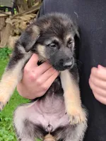 Britney, a female German Shepherd Dog for sale in Smiths Creek, MI – 3 of 6
