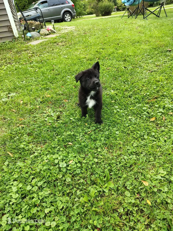 Britney – German Shepherd Dog puppy for sale in Smiths Creek, MI