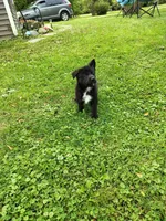 Britney, a female German Shepherd Dog for sale in Smiths Creek, MI – 1 of 6