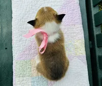 Charlotte, a female Pembroke Welsh Corgi for sale in Wentzville, MO – Photo 3 of 4