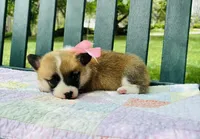 Charlotte, a female Pembroke Welsh Corgi for sale in Wentzville, MO – Photo 2 of 4