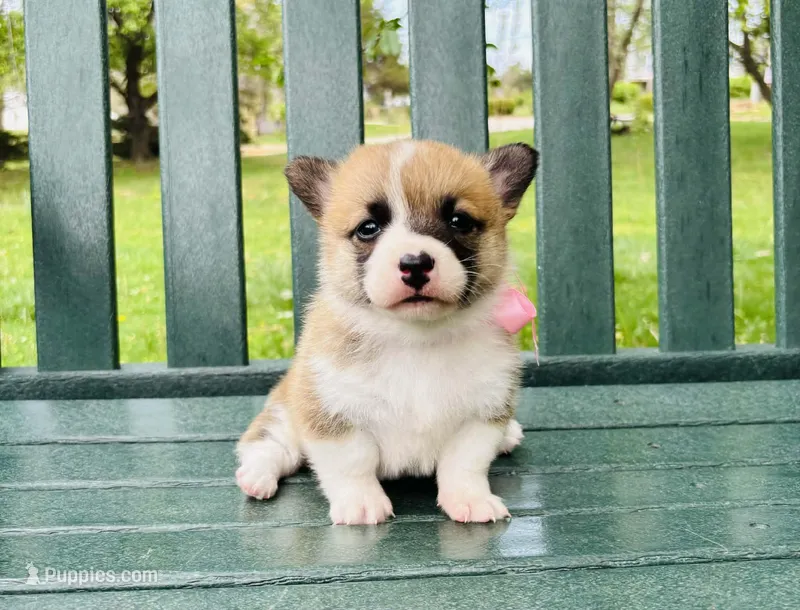 Charlotte – Pembroke Welsh Corgi puppy for sale in Wentzville, MO