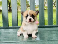 Charlotte, a female Pembroke Welsh Corgi for sale in Wentzville, MO – Photo 1 of 4