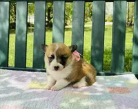Charlotte, a female Pembroke Welsh Corgi for sale in Wentzville, MO – Photo 4 of 4