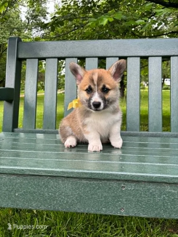 Logan – Pembroke Welsh Corgi puppy for sale in Wentzville, MO