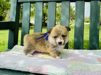 Bluey, a male Pembroke Welsh Corgi for sale in Wentzville, MO – Photo 5 of 5