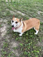 Ella, a female Pembroke Welsh Corgi for sale in Wentzville, MO – 2 of 5