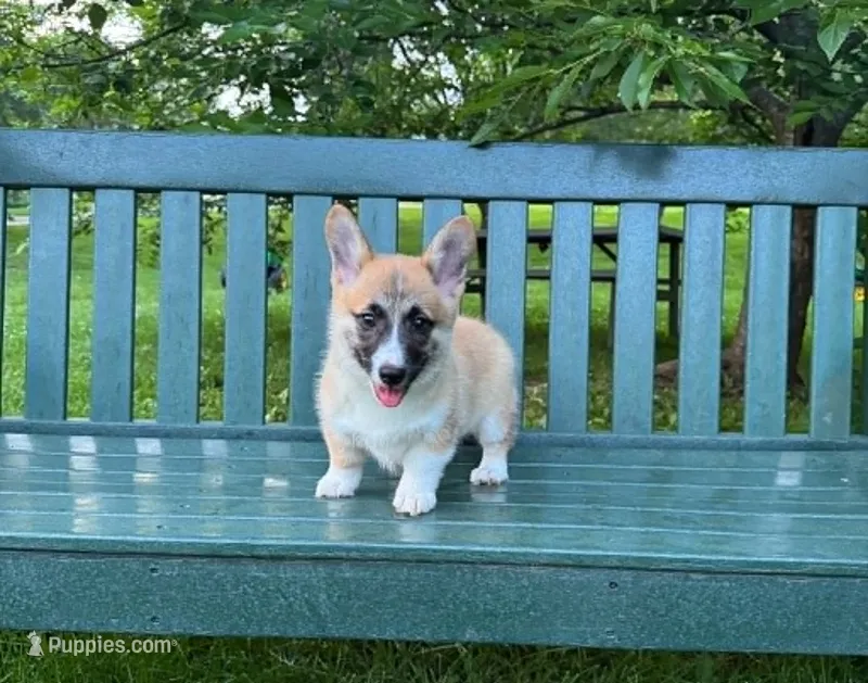 Bingo – Pembroke Welsh Corgi puppy for sale in Wentzville, MO