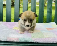 Bluey, a male Pembroke Welsh Corgi for sale in Wentzville, MO – Photo 4 of 5