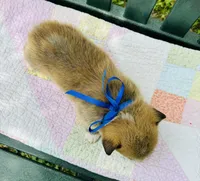 Bluey, a male Pembroke Welsh Corgi for sale in Wentzville, MO – Photo 3 of 5