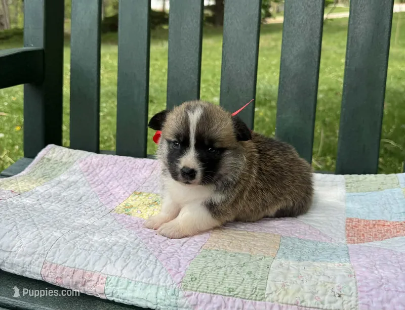 Logan – Pembroke Welsh Corgi puppy for sale in Wentzville, MO