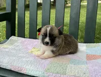 Logan, a male Pembroke Welsh Corgi for sale in Wentzville, MO – Photo 1 of 4