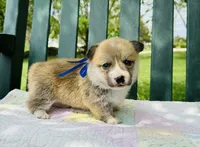 Bluey, a male Pembroke Welsh Corgi for sale in Wentzville, MO – Photo 1 of 5