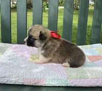 Logan, a male Pembroke Welsh Corgi for sale in Wentzville, MO – Photo 3 of 4